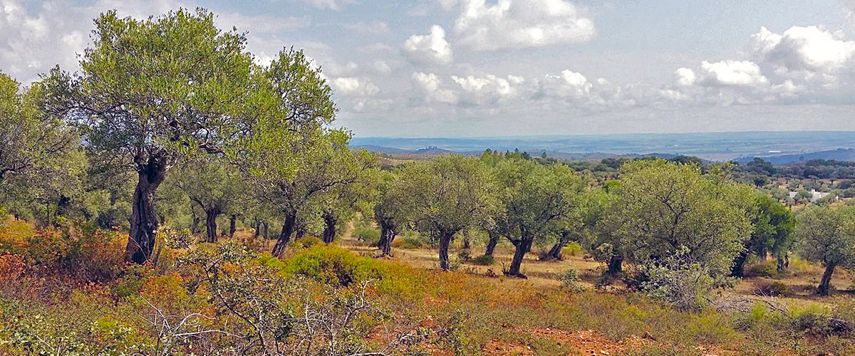 Olivenhain, ein in sich gewachsenes Ökosystem