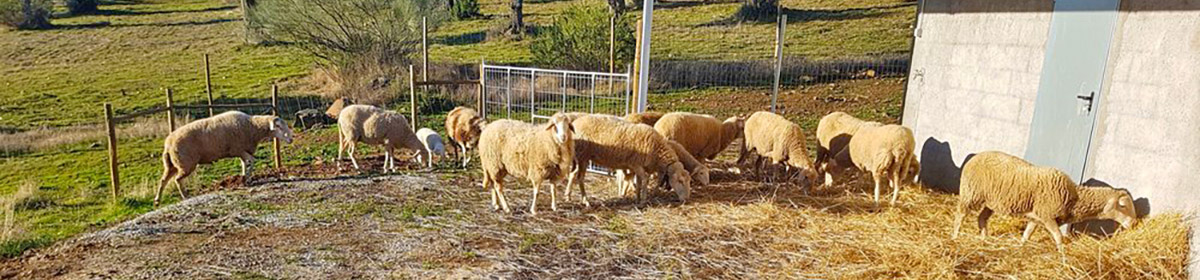 Symbol picture for Animals