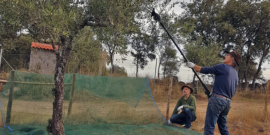 Ernte mit dem Rüttelstab