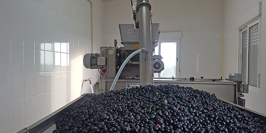 Von Hand sortierte und enstielte Oliven