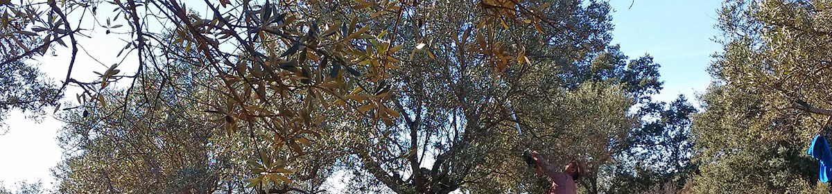 Olive tree and blue sky